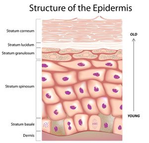 Dry? Oily? Combination? Creating Customized Skincare Formulations for ...